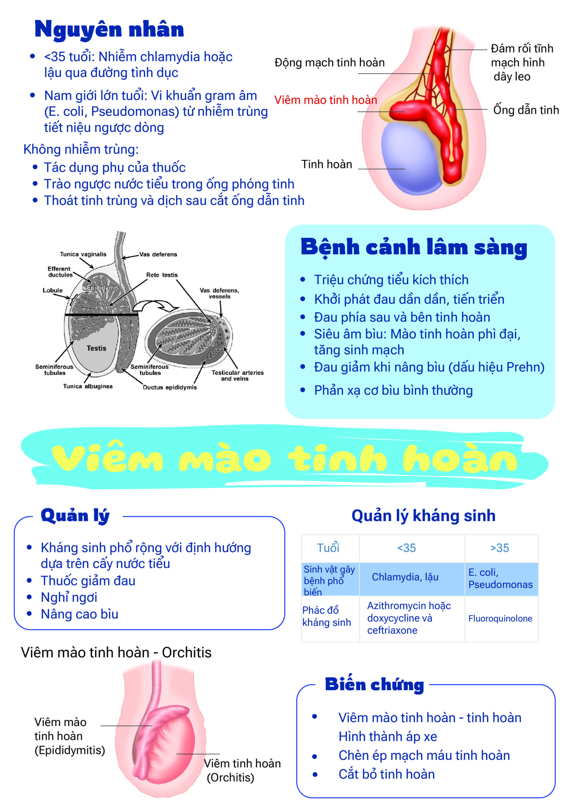 Hệ tiết niệu - 10 bài